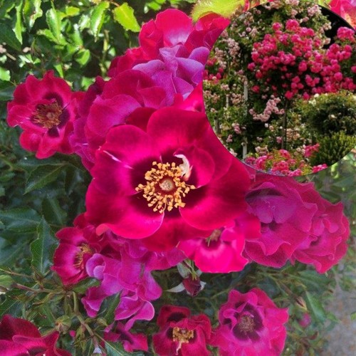 Rosa 'Devil Babylon Eyes' - Roos 'Devil Babylon Eyes' tüvel 